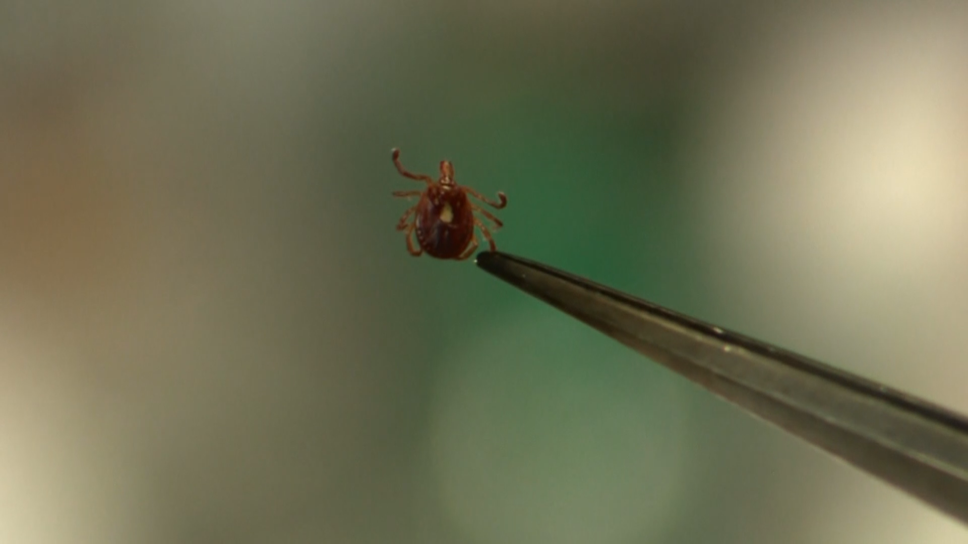 Ticks carrying Lyme disease are gaining ground in North Carolina, study finds