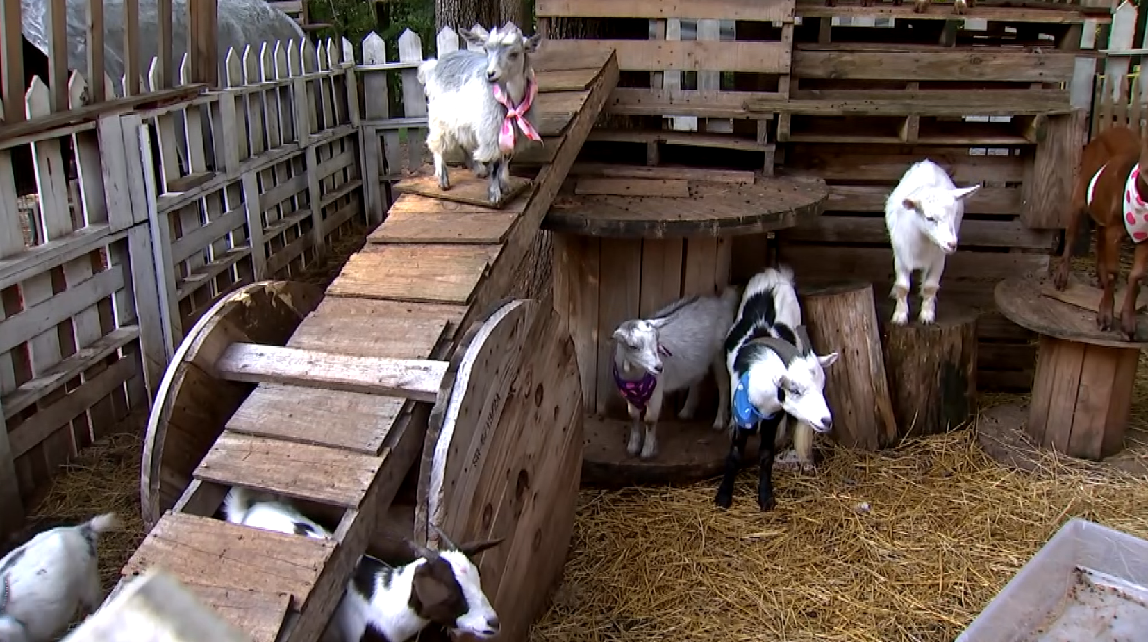 Baby goats wearing bandanas in a petting-zoo pen, the kind of setting behind North Carolina's rabies exposure warning. Credit: WRAL.