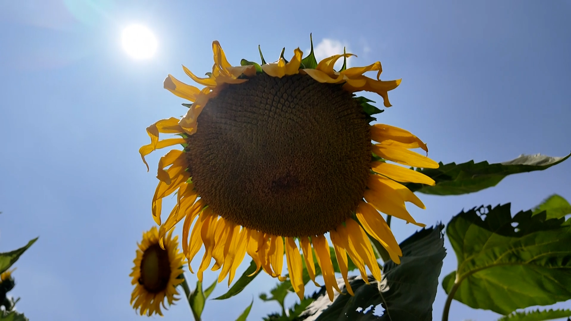 Rising ozone, stagnant air compound health effects of heat
