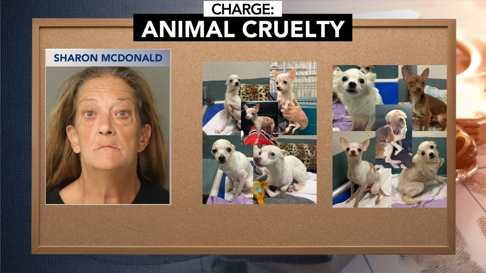 19 chihuahuas rescued from Willow Spring home; owner charged with ...